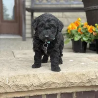 Murphy, a male Bernedoodle and Golden Mountain Doodle for sale in Wolcott, IN – Photo 6 of 6