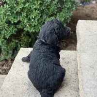 Teddy, a male Bernedoodle and Golden Mountain Doodle for sale in Wolcott, IN – Photo 3 of 7