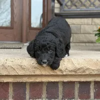 Teddy, a male Bernedoodle and Golden Mountain Doodle for sale in Wolcott, IN – Photo 5 of 7