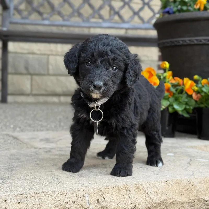 Teddy, a male Bernedoodle and Golden Mountain Doodle for sale in Wolcott, IN – Photo 1 of 7