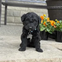 Murphy, a male Bernedoodle and Golden Mountain Doodle for sale in Wolcott, IN – Photo 2 of 6