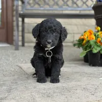 Teddy, a male Bernedoodle and Golden Mountain Doodle for sale in Wolcott, IN – Photo 2 of 7