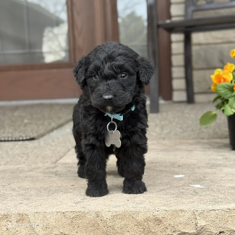 Murphy – Bernedoodle, Golden Mountain Doodle puppy for sale in Wolcott, IN