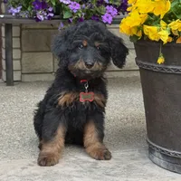 Bear, a male Goldendoodle and Bernedoodle for sale in Wolcott, IN – 4 of 8