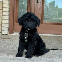 Milo, a male Goldendoodle and Golden Mountain Doodle for sale in Wolcott, IN – 4 of 7