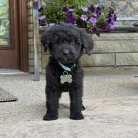 Sadie, a female Goldendoodle and Golden Mountain Doodle for sale in Wolcott, IN – 6 of 6