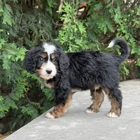 Bandit, a male Goldendoodle and Golden Mountain Doodle for sale in Wolcott, IN – 8 of 9