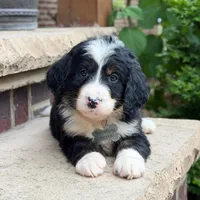 Ollie, a male Goldendoodle and Golden Mountain Doodle for sale in Wolcott, IN – 4 of 10