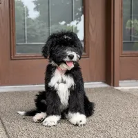 Willow, a female Goldendoodle and Bernedoodle for sale in Wolcott, IN – 3 of 5