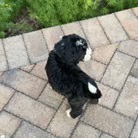 Oreo, a male Bernedoodle and Golden Mountain Doodle for sale in Wolcott, IN – 8 of 10