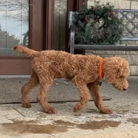 Buddy - Moyen Poodle, a male Poodle - Miniature  for sale in Wolcott, IN – Photo 4 of 5