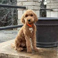 Buddy - Moyen Poodle, a male Poodle - Miniature  for sale in Wolcott, IN – Photo 2 of 5