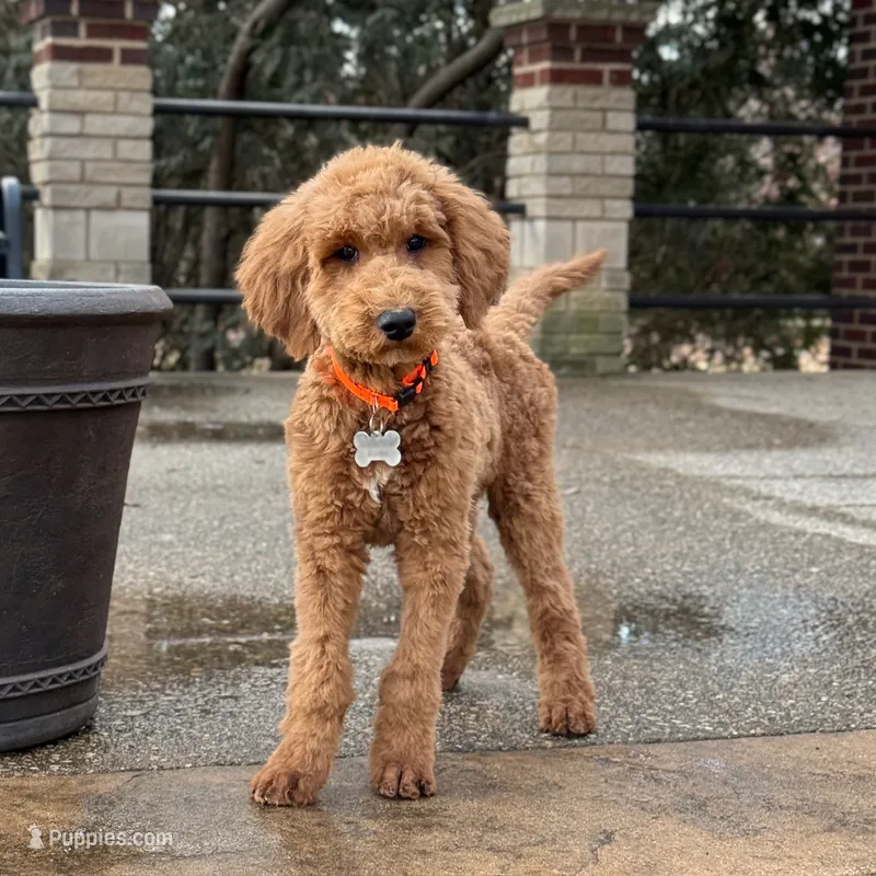 Buddy - Moyen Poodle