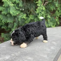 Oreo, a male Bernedoodle and Golden Mountain Doodle for sale in Wolcott, IN – 4 of 10