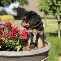 Daisy, a female Bernedoodle and Golden Mountain Doodle for sale in Wolcott, IN – 3 of 10