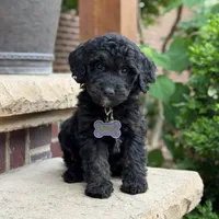 Leo, a male Goldendoodle and Golden Mountain Doodle for sale in Wolcott, IN – 4 of 10