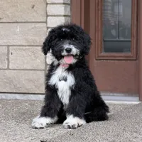 Willow, a female Goldendoodle and Bernedoodle for sale in Wolcott, IN – 4 of 5