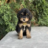 Daisy, a female Bernedoodle and Golden Mountain Doodle for sale in Wolcott, IN – 2 of 10