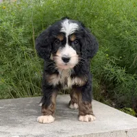 Bandit, a male Goldendoodle and Golden Mountain Doodle for sale in Wolcott, IN – 9 of 9