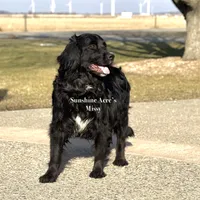Bear, a male Goldendoodle and Bernedoodle for sale in Wolcott, IN – 7 of 8