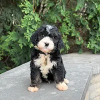 Oreo, a male Bernedoodle and Golden Mountain Doodle for sale in Wolcott, IN – 7 of 10