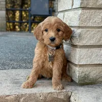 Maverick - Medium Size, a male Poodle - Miniature  and Miniature Goldendoodle for sale in Wolcott, IN – Photo 6 of 10