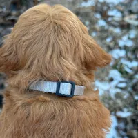 Maverick - Medium Size, a male Poodle - Miniature  and Miniature Goldendoodle for sale in Wolcott, IN – Photo 3 of 10