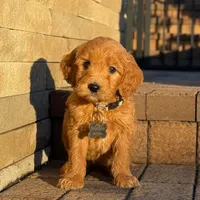 Maverick - Medium Size, a male Poodle - Miniature  and Miniature Goldendoodle for sale in Wolcott, IN – Photo 5 of 10