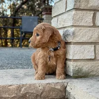 Maverick - Medium Size, a male Poodle - Miniature  and Miniature Goldendoodle for sale in Wolcott, IN – Photo 4 of 10