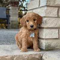 Maverick - Medium Size, a male Poodle - Miniature  and Miniature Goldendoodle for sale in Wolcott, IN – Photo 1 of 10