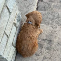 Maverick - Medium Size, a male Poodle - Miniature  and Miniature Goldendoodle for sale in Wolcott, IN – Photo 7 of 10