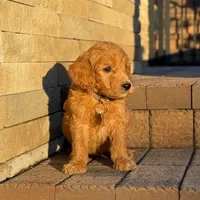 Maverick - Medium Size, a male Poodle - Miniature  and Miniature Goldendoodle for sale in Wolcott, IN – Photo 8 of 10