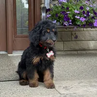 Bear, a male Goldendoodle and Bernedoodle for sale in Wolcott, IN – 2 of 8