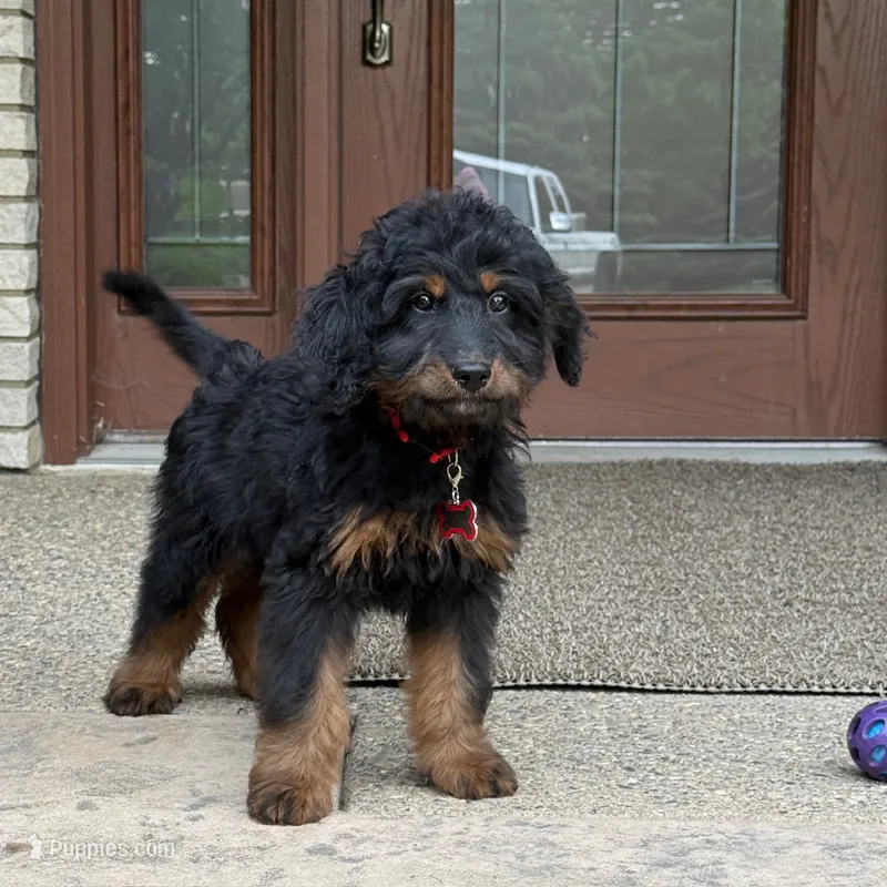 Bear – Goldendoodle, Bernedoodle puppy for sale in Wolcott, IN