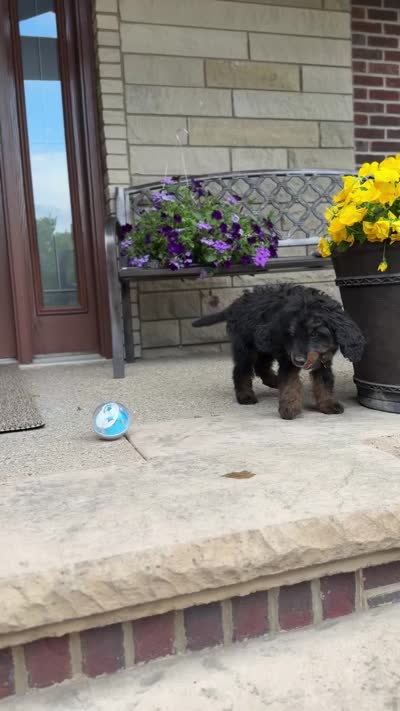 Juno, a male Goldendoodle and Bernedoodle for sale in Wolcott, IN – 6 of 6