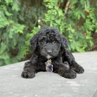 Leo, a male Goldendoodle and Golden Mountain Doodle for sale in Wolcott, IN – 3 of 10
