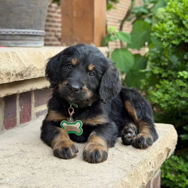 Jasper – Goldendoodle, Golden Mountain Doodle puppy for sale in Wolcott, IN