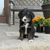 Finn -  Fully Tested, a male Goldendoodle and Bernedoodle for sale in Wolcott, IN – Photo 6 of 6