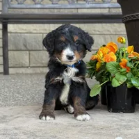 Finn -  Fully Tested, a male Goldendoodle and Bernedoodle for sale in Wolcott, IN – Photo 3 of 6