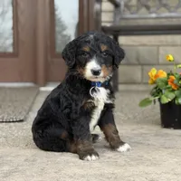 Finn -  Fully Tested, a male Goldendoodle and Bernedoodle for sale in Wolcott, IN – Photo 2 of 6
