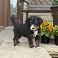 Finn -  Fully Tested, a male Goldendoodle and Bernedoodle for sale in Wolcott, IN – Photo 1 of 6