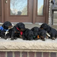 Finn -  Fully Tested, a male Goldendoodle and Bernedoodle for sale in Wolcott, IN – Photo 5 of 6