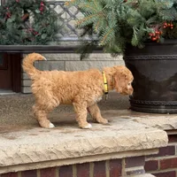 SALLY - MEDIUM SIZE, a female Goldendoodle for sale in Wolcott, IN – Photo 4 of 6