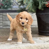 SALLY - MEDIUM SIZE, a female Goldendoodle for sale in Wolcott, IN – Photo 2 of 6