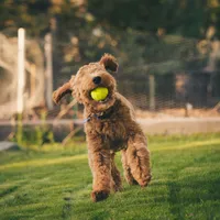 SALLY - MEDIUM SIZE, a female Goldendoodle for sale in Wolcott, IN – Photo 6 of 6