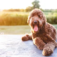 SALLY - MEDIUM SIZE, a female Goldendoodle for sale in Wolcott, IN – Photo 5 of 6