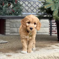 SALLY - MEDIUM SIZE, a female Goldendoodle for sale in Wolcott, IN – Photo 3 of 6