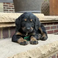 Jasper, a male Goldendoodle and Golden Mountain Doodle for sale in Wolcott, IN – 7 of 9