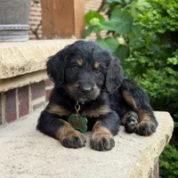 Jasper, a male Goldendoodle and Golden Mountain Doodle for sale in Wolcott, IN – 6 of 9