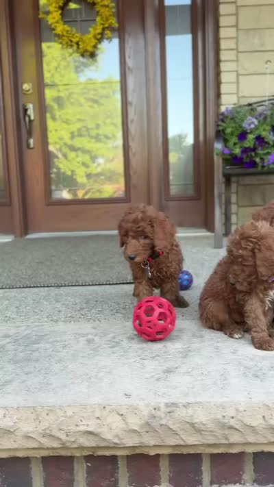 Moyen Poodle Winston, a male Poodle - Standard  for sale in Wolcott, IN – 6 of 6